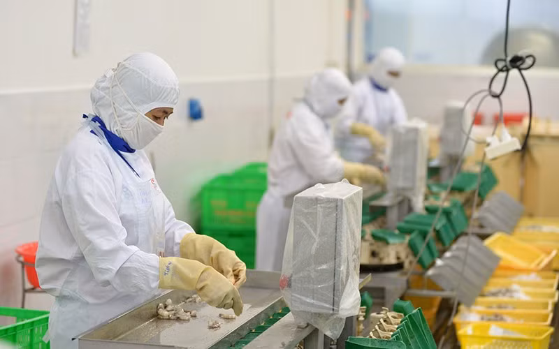 Переработка морепродуктов на экспорт в провинции Хаужанг.