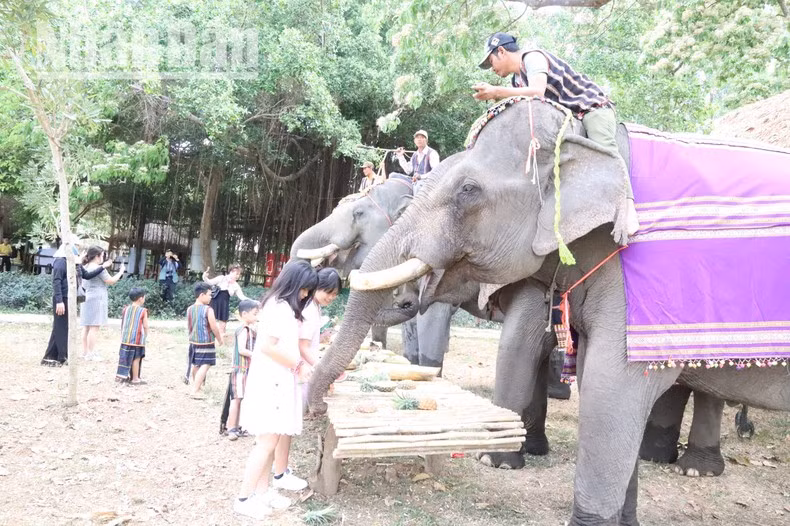 Дети любят кормить слонов.