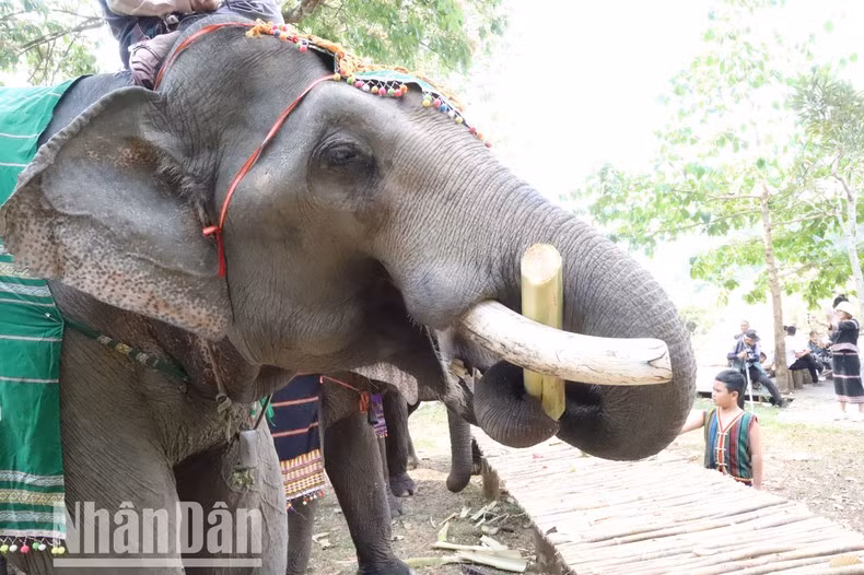 Слонов кормят больше, и они намного здоровее, чем раньше.