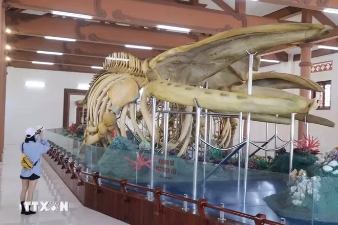 Скелеты являются интересной достопримечательностью для туристов, посещающих остров Лишон. (Фото: Вьетнам+) Скелеты являются интересной достопримечательностью для туристов, посещающих остров Лишон. (Фото: Вьетнам+)