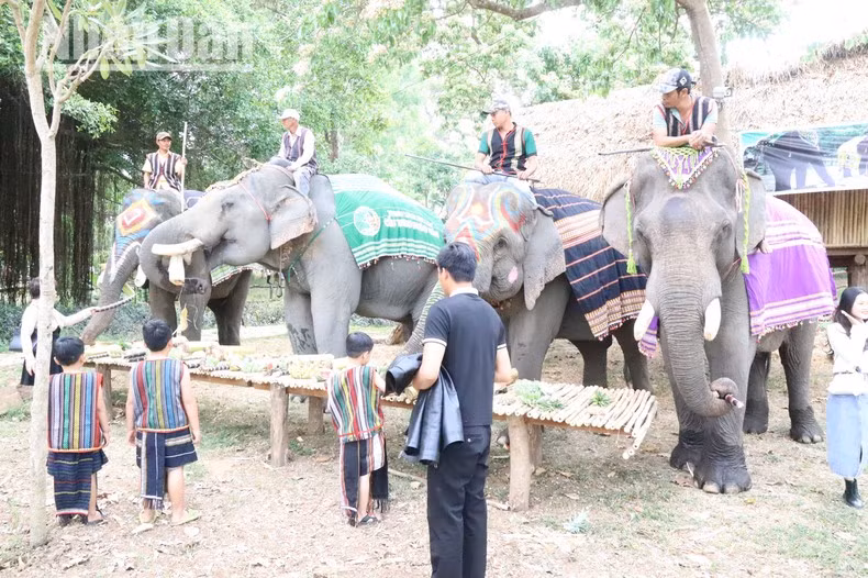 В туристическом центре подвесного моста Буондон в настоящее время проживают 5 слонов.