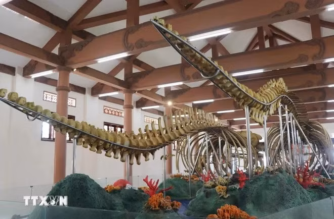 Скелеты изогнутой формы, напоминающие двух плывущих китов, имеют длину более 22 и 18 метров соответственно. (Фото: Вьетнам+) Скелеты изогнутой формы, напоминающие двух плывущих китов, имеют длину более 22 и 18 метров соответственно. (Фото: Вьетнам+)