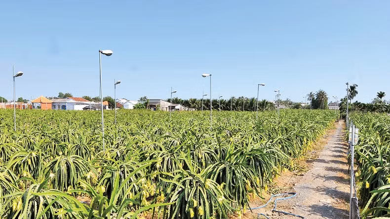 Выращивание питайи с использованием высоких технологий в городке Тамву (уезд Тяутхань, провинция Лонган). Фото: Тху Кук Выращивание питайи с использованием высоких технологий в городке Тамву (уезд Тяутхань, провинция Лонган). Фото: Тху Кук