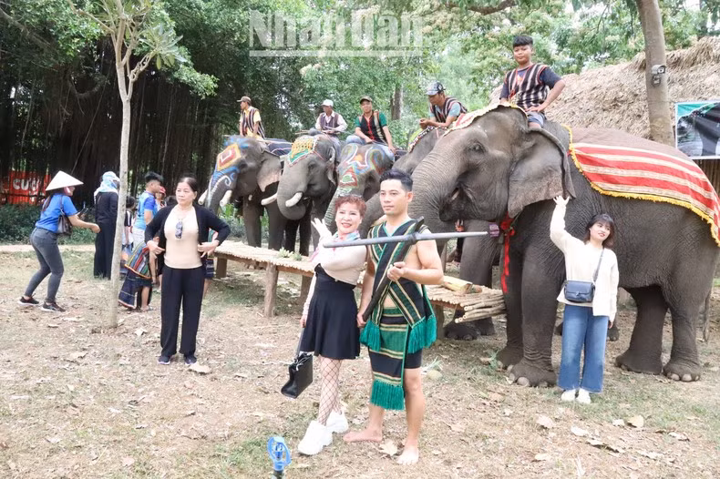 Посетители туристического центра подвесного моста Буондон постепенно привыкали к туризму, дружелюбному к слонам.