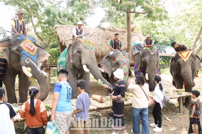 Туризм, дружелюбный к слонам, – это правильное направление, способствующее сохранению стад домашних слонов в Даклаке и соответствующее тенденции гуманного туризма.