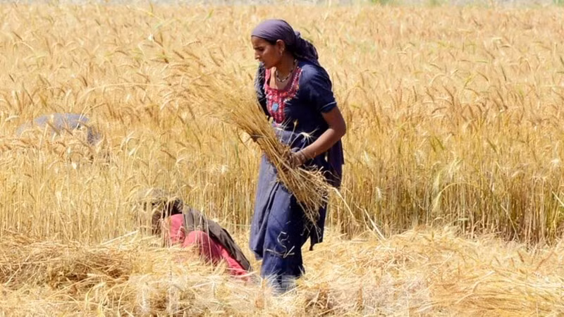 Иллюстрация: Сбор урожая пшеницы на поле в Хайдарабаде (Пакистан), 1 апреля 2024 года. Фото: Синьхуа/ВИА