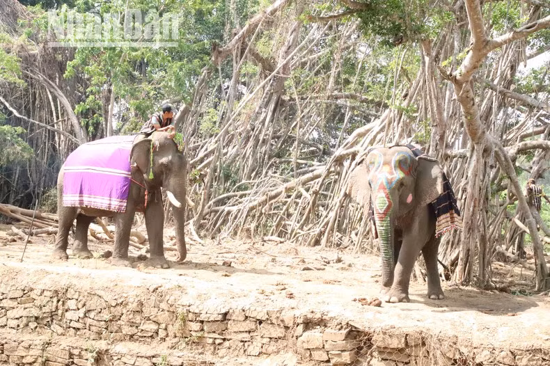 Слоны здесь всегда одеты в парчовую ткань, чтобы защитить их от солнца, а на головах и хоботах нарисованы красивые узоры.