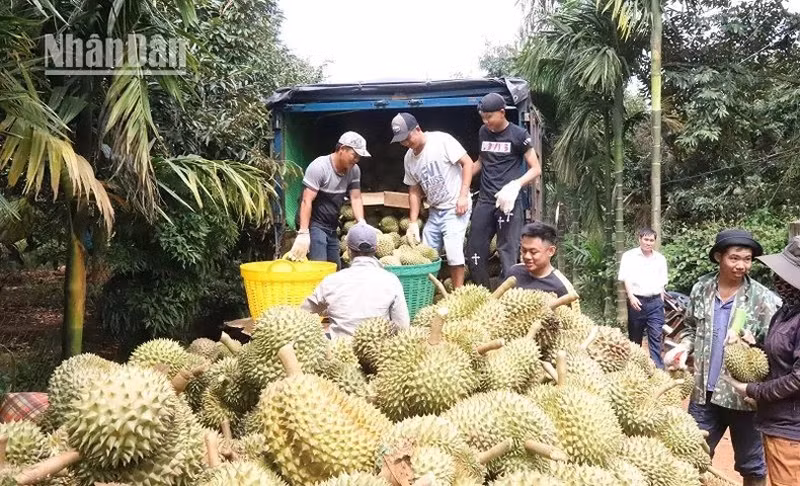 Предприятия отправляют грузовики в сады, чтобы закупить дуриан у фермеров.
