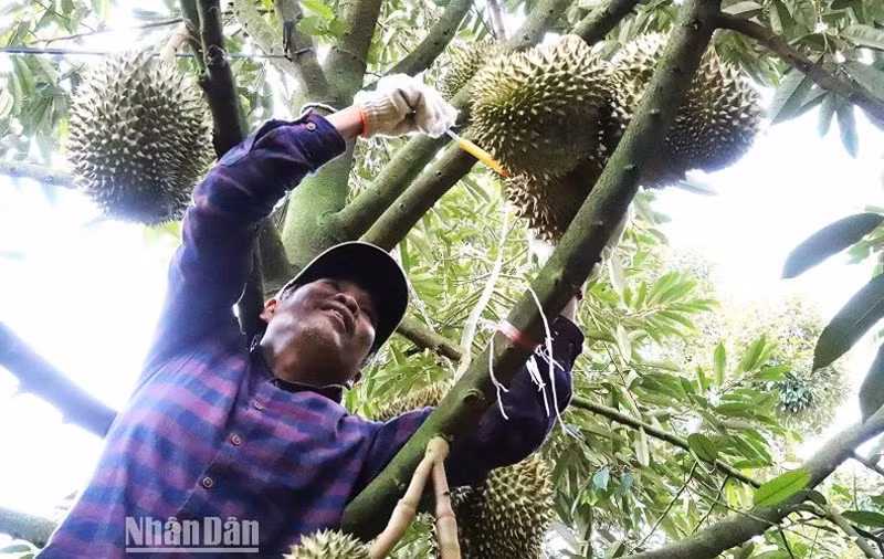 Фермеры в провинции Даклак вступают в сезон сбора дуриана 2023 года.