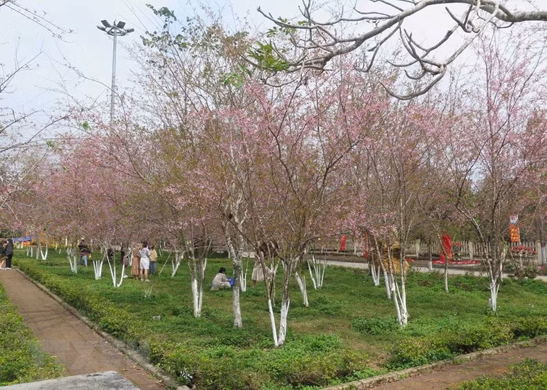Сад тайской сакуры на площади городка Мангден.