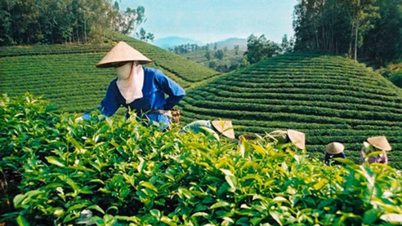 Иллюстрация.