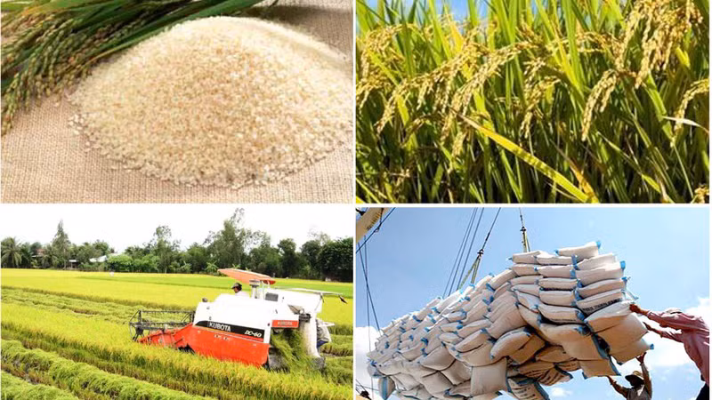 Сельскохозяйственная отрасль Вьетнама считается одной из отраслей, получающих наибольшую выгоду от EVFTA. Фото: VGP