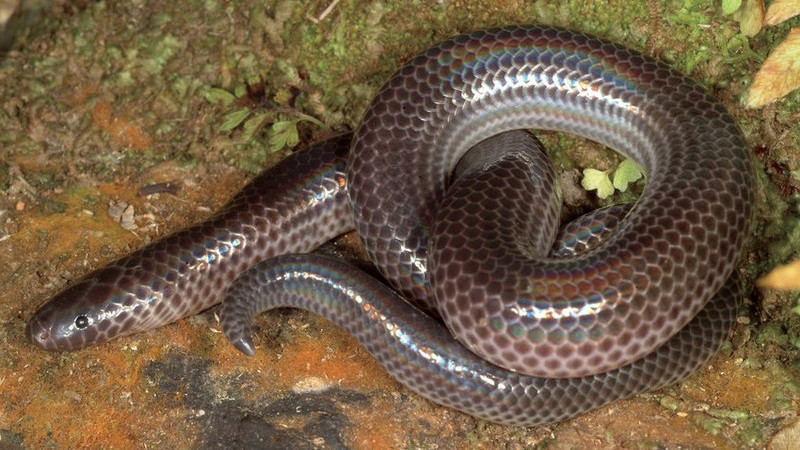 Вид змеи Xenopeltis intermedius.