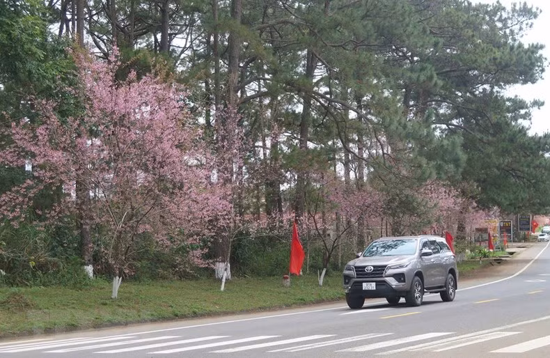 Тайская сакура цветет во время Лунного Нового года в городке Мангден уезда Конплонг.