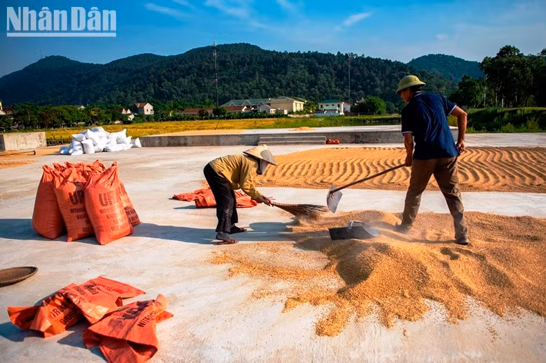 Фермеры сушат рис под палящим солнцем...