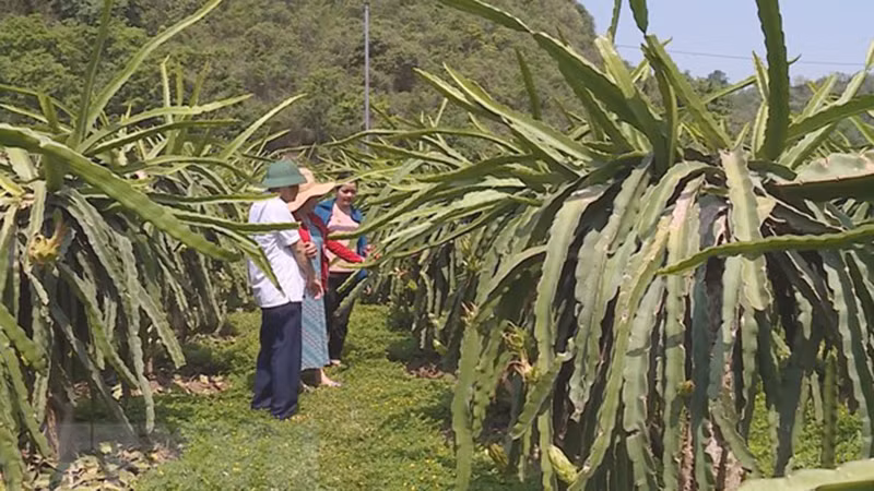 Сад питайи. Фото: ВИА
