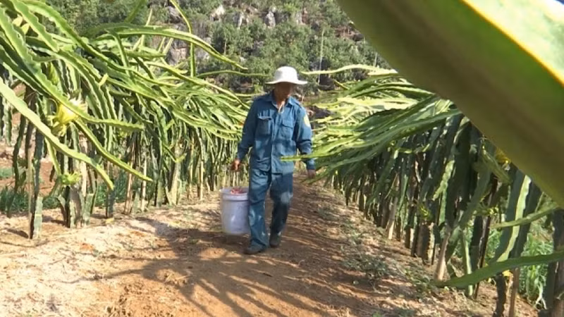 Питайя выращивается в соответствии с техническими критериями VietGAP. Фото: VOV