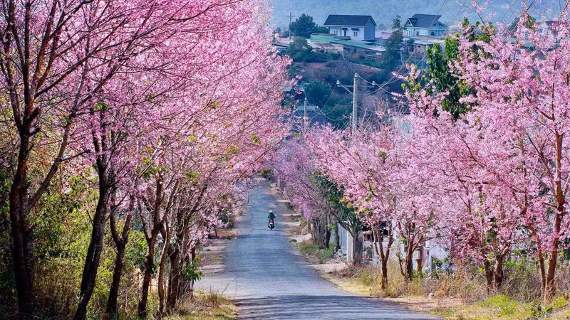 Улицы Далата покрыты цветами тайской сакуры. Фото: vnexpress.net