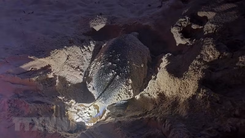 Обычно черепашата проводят внутри разбитой или треснутой скорлупы 2-3 дня.