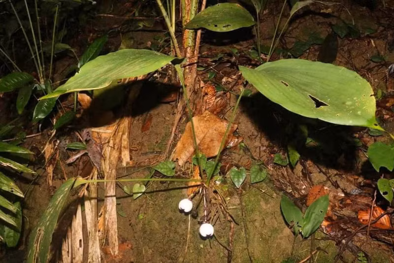 Природный заповедник Фонгдиен является единственным местом, где был обнаружен этот вид дикого чеснока. Фото: vnexpress.net