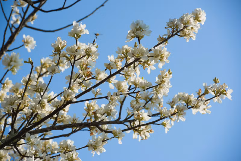Боярышник издавна связан с жизнью народности Хмонг в горной местности. Местные жители часто собирают плоды боярышника, чтобы пропитать их вином, медом или сахаром. Сезон плодоношения обычно приходится на сентябрь-октябрь.