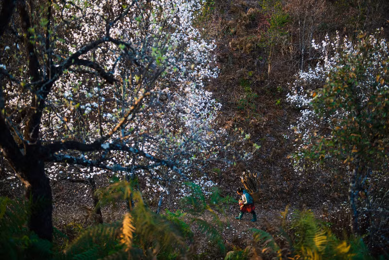 К позднему вечеру местный житель несет на коромысле домой дрова.