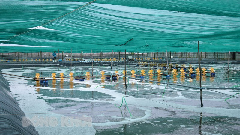Выращивание креветок с применением высоких технологий в провинции Бенче. Фото: baodongkhoi.vn