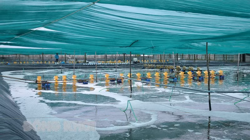 Выращивание креветок с применением высоких технологий в провинции Бенче. Фото: baodongkhoi.vn