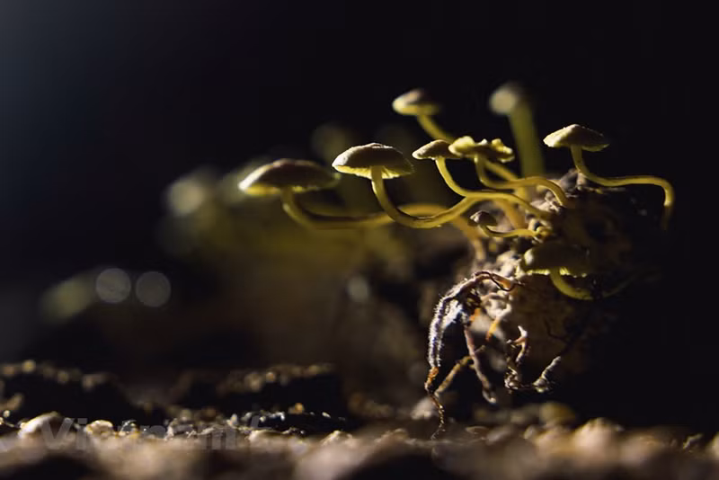 Уникальная флора и фауна в пещере Ва.