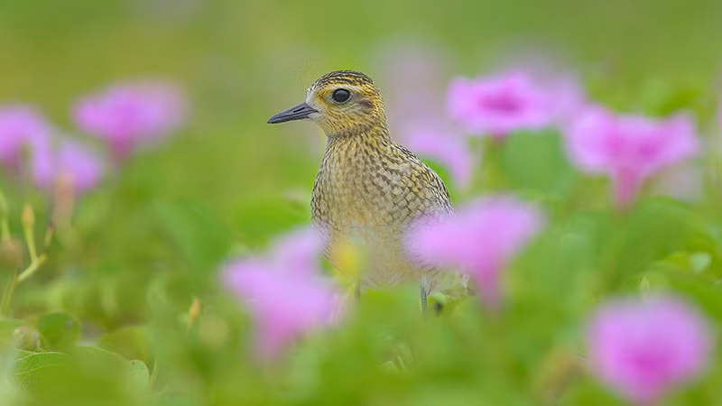 Работа «У ипомеи двулопастной» автора Чыонг Хюинь Шона. На фотографии – азиатская бурокрылая ржанка (Pacific Golden Plover, Pluvialis fulva) в прибрежной зоне Дананга.