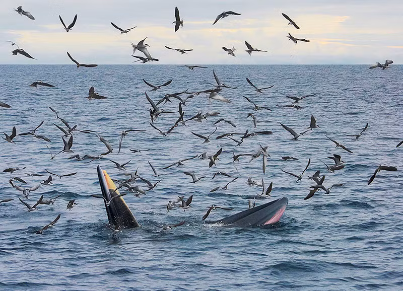 Работа «Симбиоз» автора Нгуен Куинь Зао, сделанная в водах Вунгбой-Деги провинции Биньдинь. На фото запечатлен редкий момент двух видов: бурокрылая крачка (Bridled Tern, Onychoprion anaethetus) и кита-полосатика Брайда (Bryde's Whale).