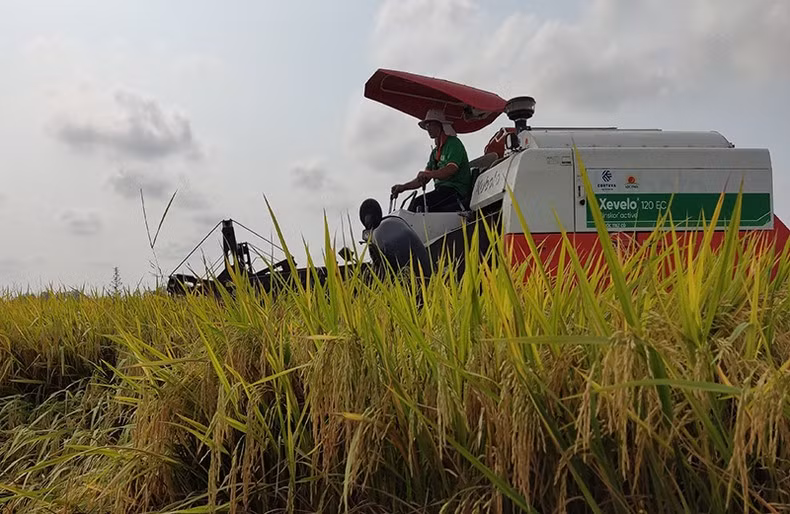 Качество вьетнамского риса улучшается и отвечает строгим требованиям рынков ЕС.