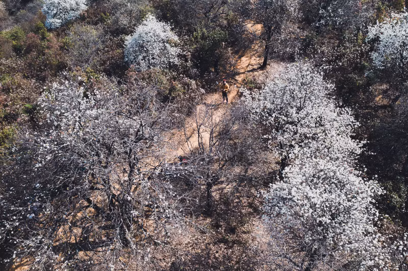 Сезон цветения цветов боярышника в деревне Намнгиеп общины Нгоктьиен уезда Мыонгла провинции Шонла. Это место имеет прохладный климат, здесь проживает большое количество представителей народности Хмонг.