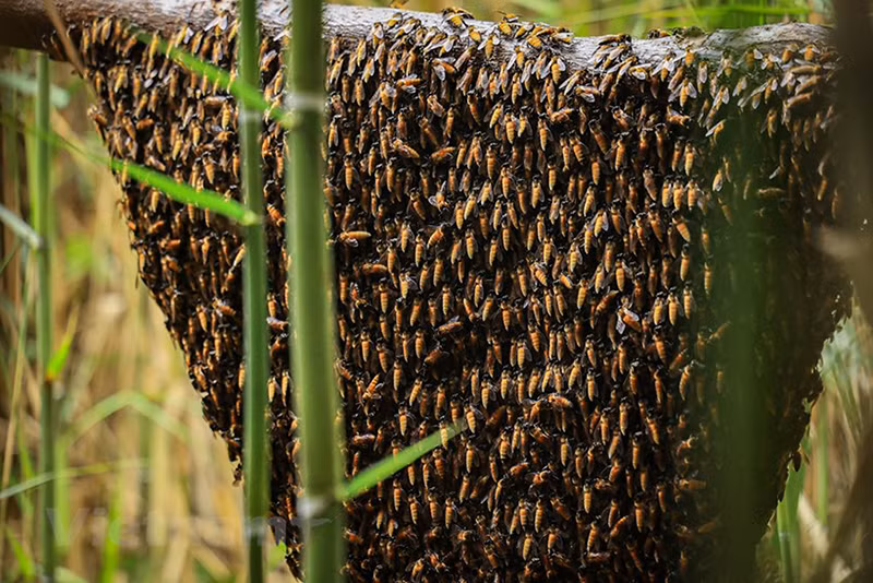 Основываясь на народном опыте, жители лесного уезда Уминь придумали способ, как заставить пчел строить ульи на стропилах.