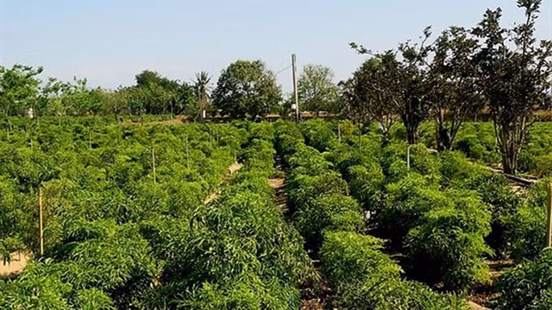 Лекарственное растение, выращиваемое в провинции Ниньтхуан. Фото: ВИА