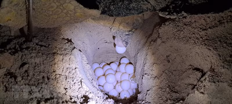 Черепахи откладывают яйца на берегу Большого песчаного пляжа на острове Бэйкань в Национальном парке Кондао.