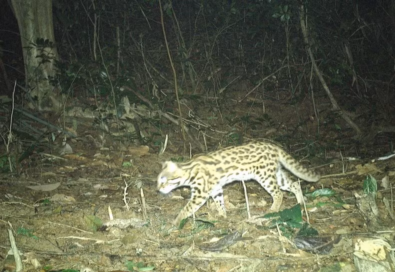 Вес дикой бенгальской кошки составляет от 3 до 5 кг.