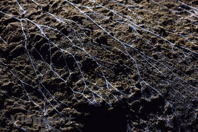 Внутри пещеры, помимо великолепия сталактитов, есть редкие и уникальные флора и фауна.