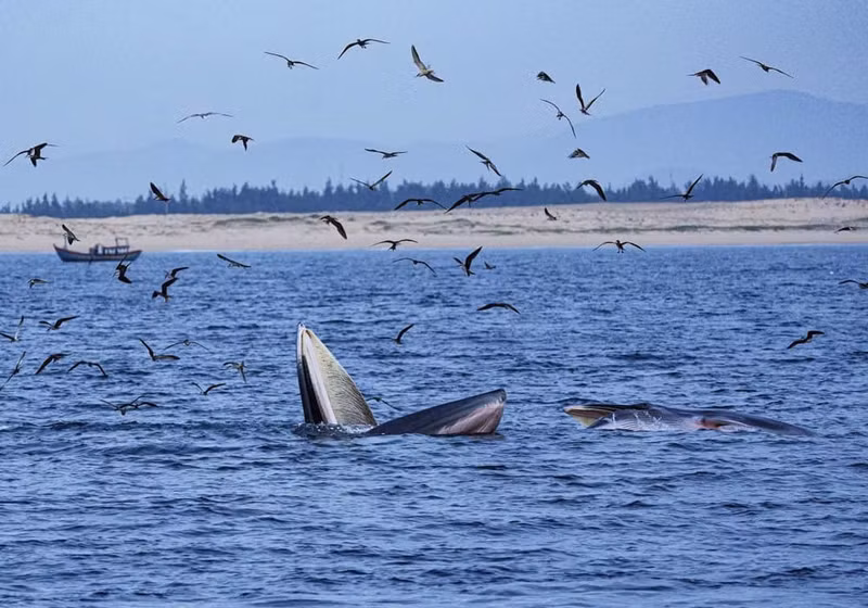 Стая чаек, летающих над китами у берегов Вунгбой-Дэги, недалеко от города Кюиньон. Это новейшая работа фотографа Чан Туан Вьета, опубликованная в журнале National Geographic в декабре 2022 года.