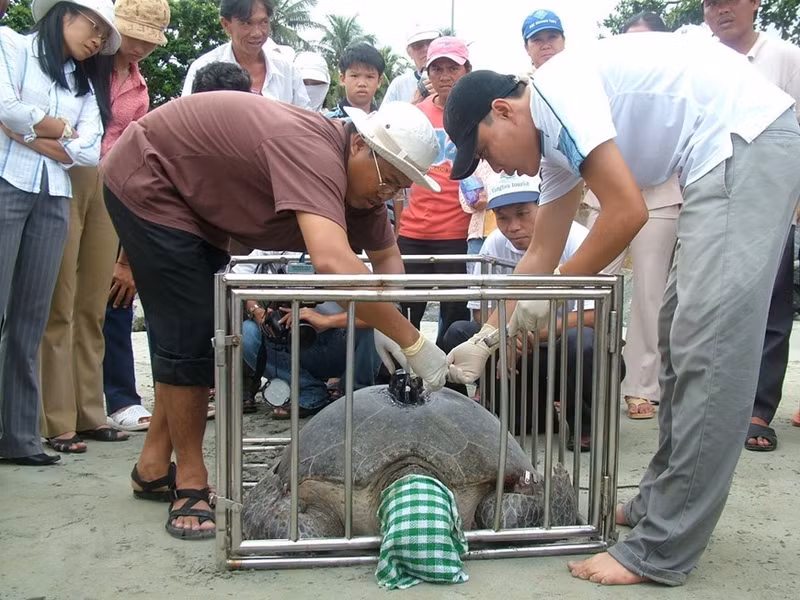 Национальный парк Кондао использует локатор для отслеживания пути миграции 10 черепах-матерей.
