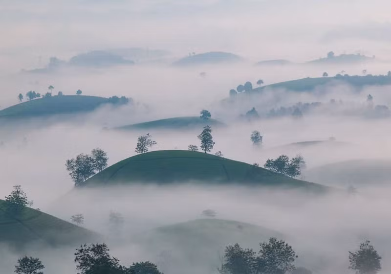 На фото запечатлена красота чайных плантаций в густом тумане в общине Лонгкок провинции Футхо, примерно в 112 км от Ханоя. На фото запечатлена красота чайных плантаций в густом тумане в общине Лонгкок провинции Футхо, примерно в 112 км от Ханоя.