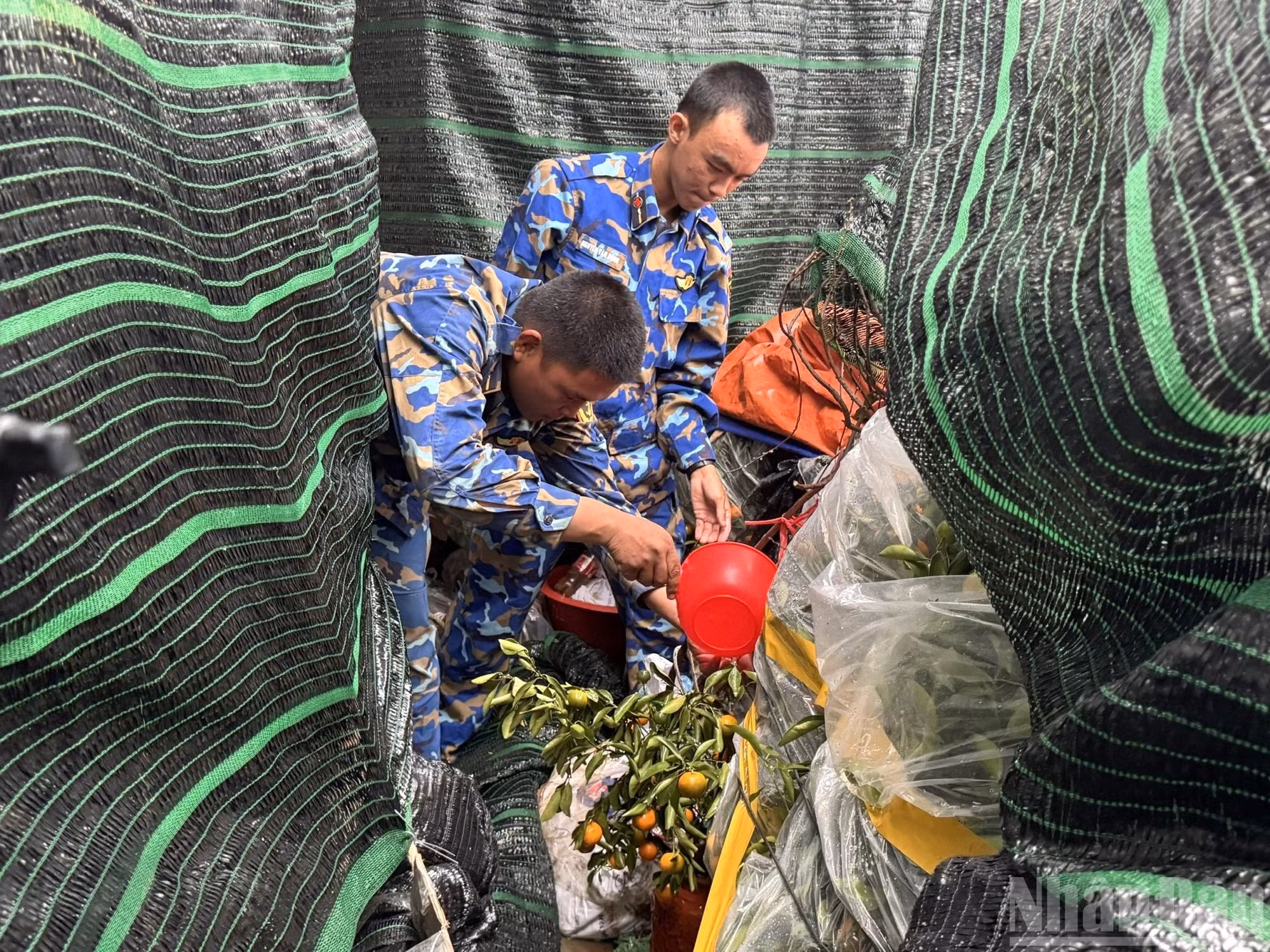 Офицеры и солдаты на борту заботливо ухаживают за каждым горшком с кумкватом и каждой ветвой персика во время морского перехода к Чыонгша.