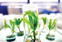 Культивирование кокосовой пальмы по технологическому процессу MultipunoTM.