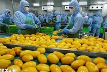 Переработка манговой продукции для экспорта в США, Европу, Южную Корею и Японию на заводе АО по производству овощей и фруктов «Анзянг», провинция Ламдонг. Фото: ВИА