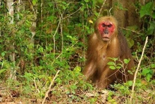 Тханьхоа сохраняет редкие виды обезьян макака в Национальном парке Бенен. (Фото: ВИА)