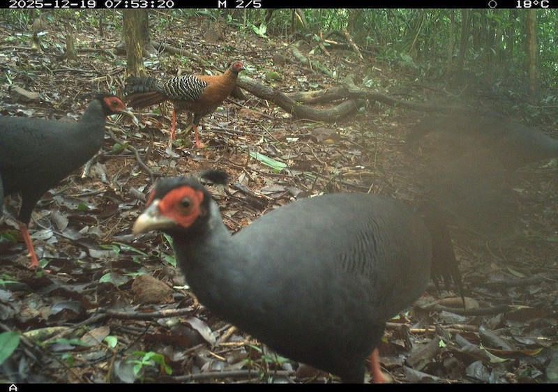Обследование биоразнообразия зафиксировало 27 видов диких животных, в том числе 8 видов млекопитающих и 19 видов птиц и наземных видов. Фото: Правления по управлению комплексом святилища Мишон
