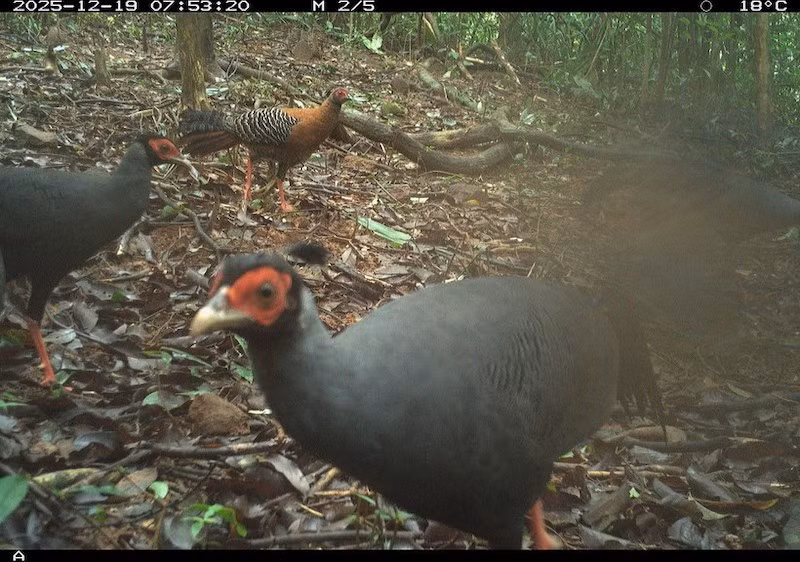 Обследование биоразнообразия зафиксировало 27 видов диких животных, в том числе 8 видов млекопитающих и 19 видов птиц и наземных видов. Фото: Правления по управлению комплексом святилища Мишон