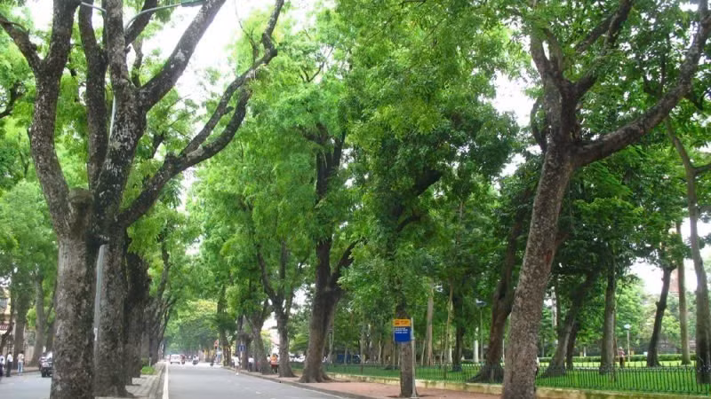 Ханой располагает разнообразной системой зеленых насаждений различных видов, однако их планирование пока не отличается достаточной научной обоснованностью. 