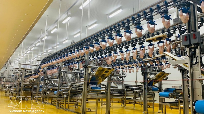 Современная производственная линия внутри завода по переработке мяса птицы. Фото: ВИА