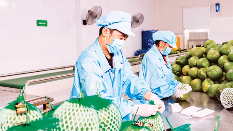 Фото: Минь Ань